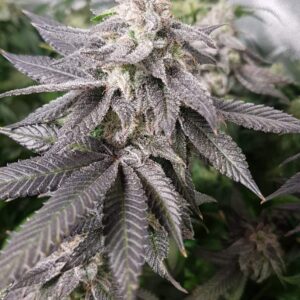 White Chocolate Orange